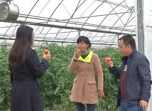 塔城吃瓜群众事件视频播放,网络视频引发的热议与反思