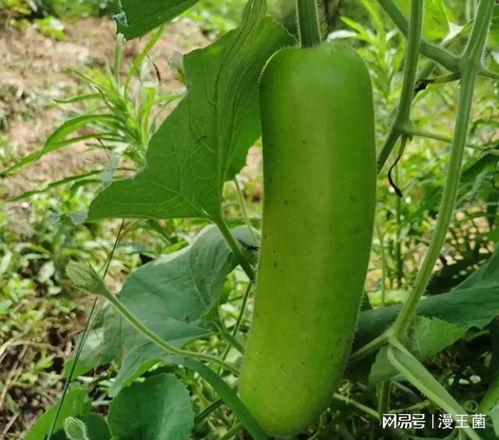 最近晚上吃瓜事件,揭秘娱乐圈最新热点事件