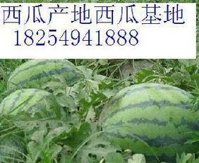 沂水近日吃瓜事件,一场网络热议背后的真相揭秘