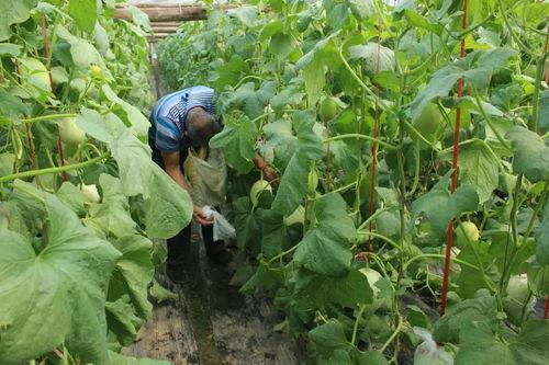 沂水近日吃瓜事件,一场网络热议背后的真相揭秘