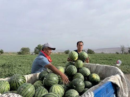 西昌吃瓜事件始末是什么,一场网络热议背后的真相与反思