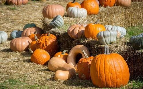 西昌吃瓜事件始末是什么,一场网络热议背后的真相与反思