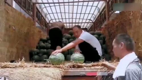 安平县吃瓜大赛事件视频,一场全民参与的夏日狂欢盛宴