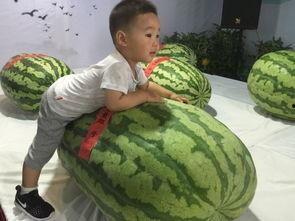 东港吃瓜事件,一场引发全民热议的网络狂欢