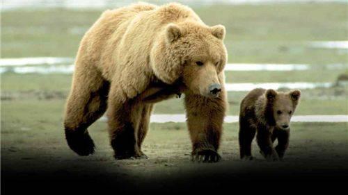 成都熊王吃瓜事件,一场网络狂欢背后的真相与反思