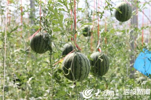 如皋吃瓜事件视频最新情况,最新视频揭露惊人真相