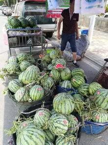 临沂新泰吃瓜事件真相,真相与争议交织的舆论漩涡