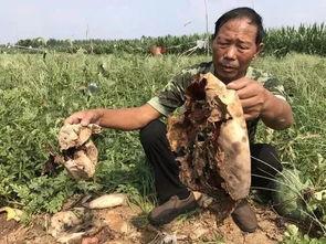 商丘吃瓜中毒事件曝光,揭秘夏日街头食品安全隐患