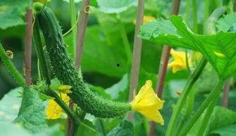 祥和花园吃瓜事件,邻里纠纷背后的社区和谐挑战