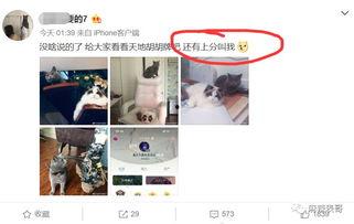 出轨吃瓜事件网红,网红情感纠葛引发全民热议