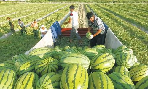 吃瓜事件第五页图片大全,揭秘幕后真相与精彩瞬间