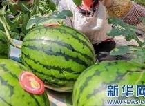 曲阳吃瓜事件最新消息今天,真相大白，疑云散去