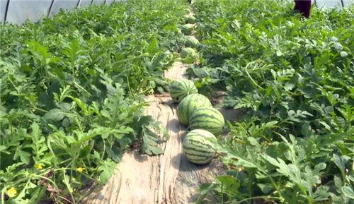 曲阳吃瓜事件最新消息今天,真相大白，疑云散去