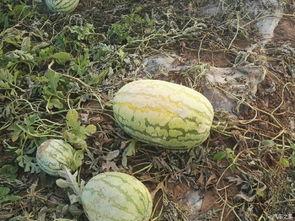 陕西吃瓜最新事件真相,真相与背后故事