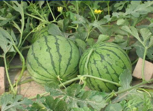 永济吃瓜事件视频,一场网络热议的真相揭秘